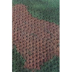 Spot Over-Seeder-Spiker