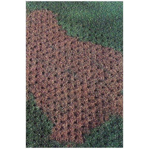 Spot Over-Seeder-Spiker