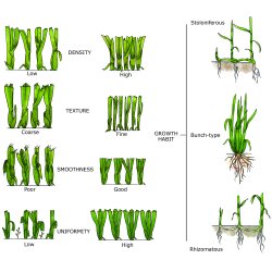 Turfgrass Management, bog