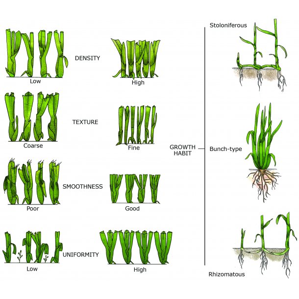 Turfgrass Management, bog